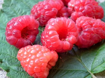 Red sweet fresh
