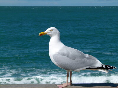 Seagull standing alone on beach