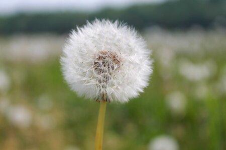 Spring fluff flower