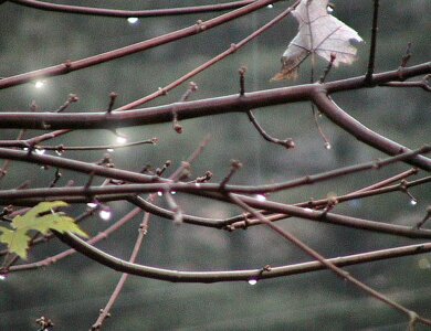 Maple rain tree photo