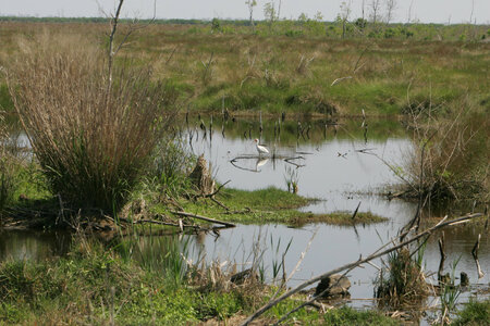 Lone Ibis in marsh