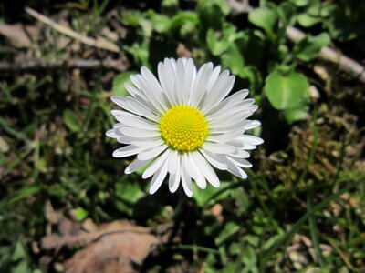 Beautiful Flowers blooming blossom