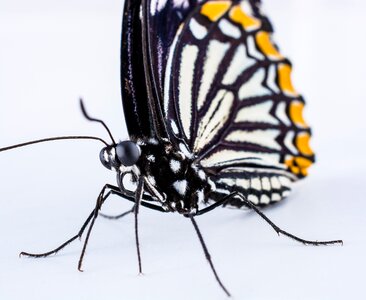 Butterfly insect Free photos