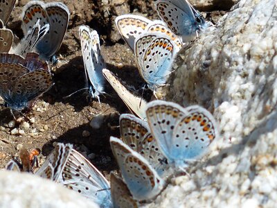 Common blue lycaenidae common bläuling photo