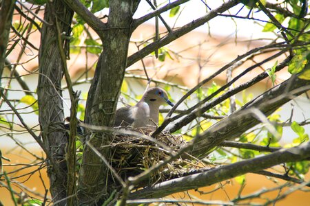 Branch dove wildlife photo