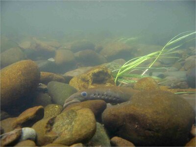 Lamprey pacific rocks