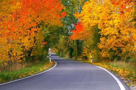 Acacia asphalt autumn photo