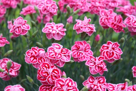 Flowers blossom bloom