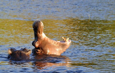 River water chobe