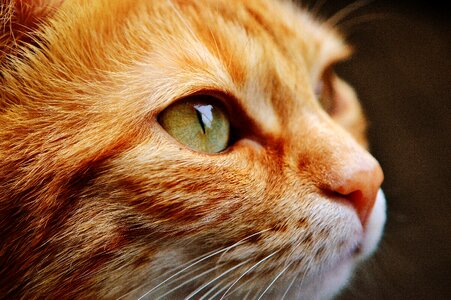Closeup Cat photo