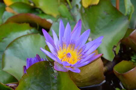 Water lily pond aquatic plant