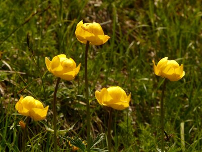 Yellow blossom bloom