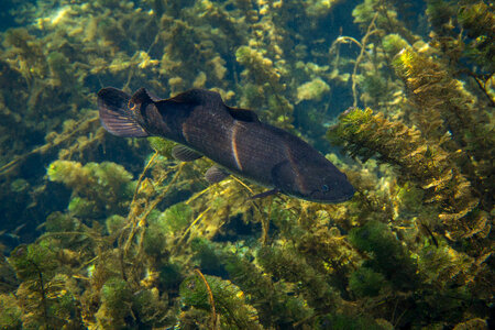 Male bowfin hides in vegetation-2 photo