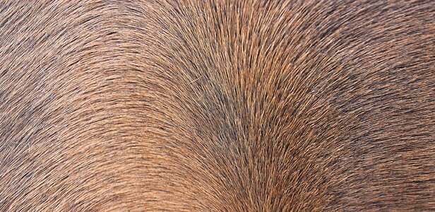 Fur brown pony photo