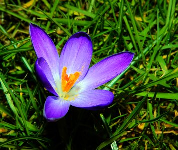 Flower purple spring photo