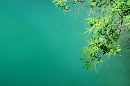 Branches green relaxation