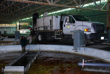 Distribution trucks loaded with Atlantic salmon smolts photo