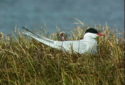 Arctic tern on nest photo