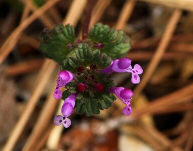 Edible spring mint family
