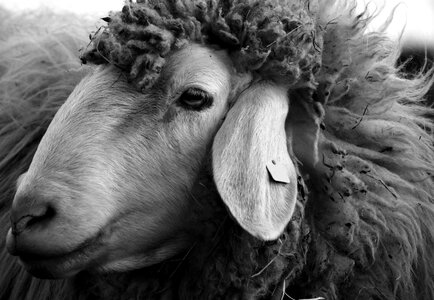 Animal black black and white