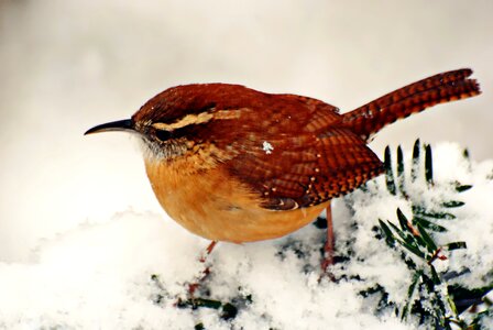 Nature snow outdoors