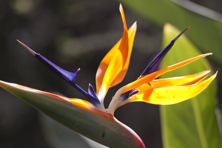 Strelitzia orchids botanical garden africa photo