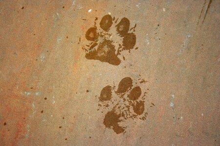 Foot footprint mark