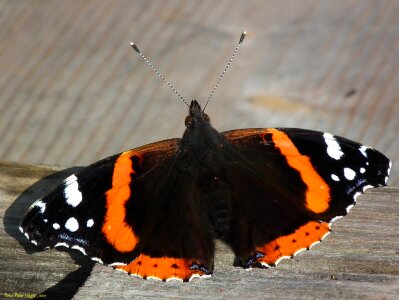 Wildlife wings antenna