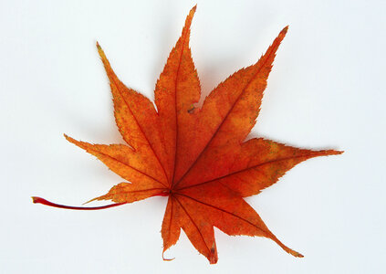 A pointy red leaf