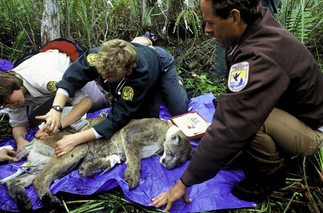 Florida Panther Research photo