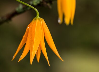 Bell-shaped dew raindrop photo