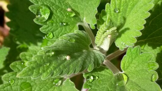 Catmint nepeta organic photo