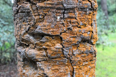 Ancient tree textures trunk