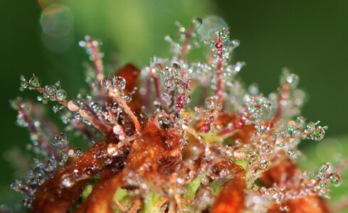 Drip water plant