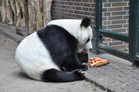 White black zoo photo