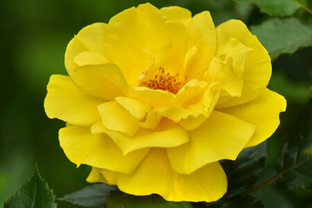 Flora rose nature