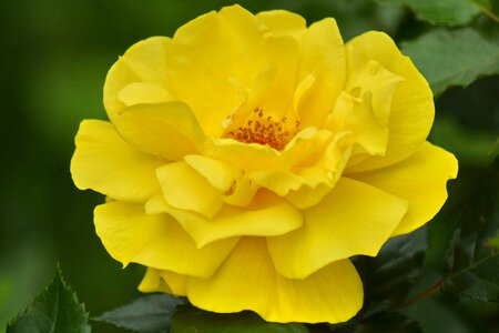 Flora rose nature photo