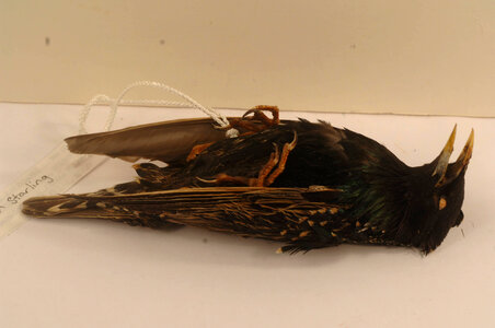Sturnus vulgaris-6