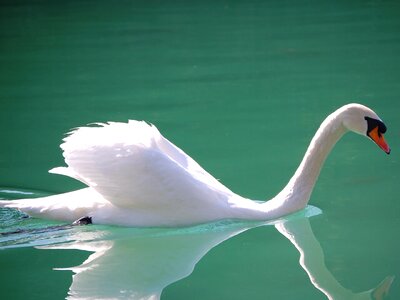 Bird white cygnus