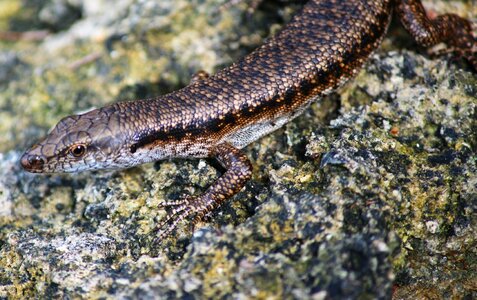 Lizard on rock animal wildlife photo
