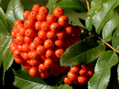 Red berry ripe photo