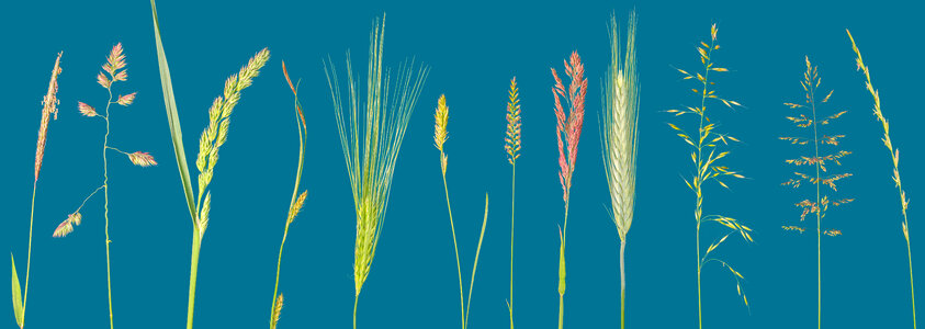 Cereal Grasses and Grains photo