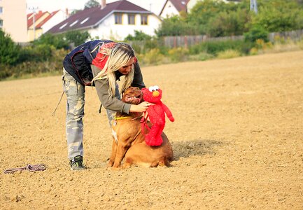 Mastiffs animal french photo