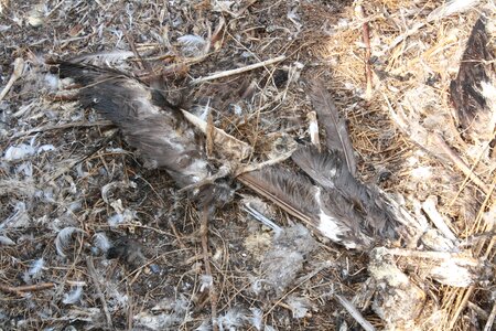Wings feather wildlife