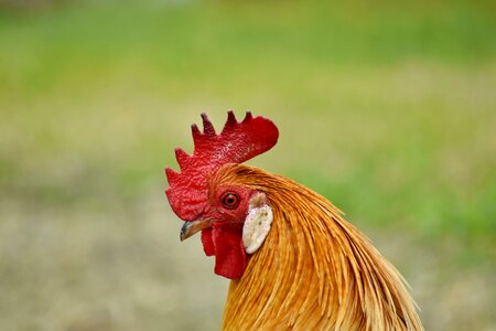Animal domestic rooster photo