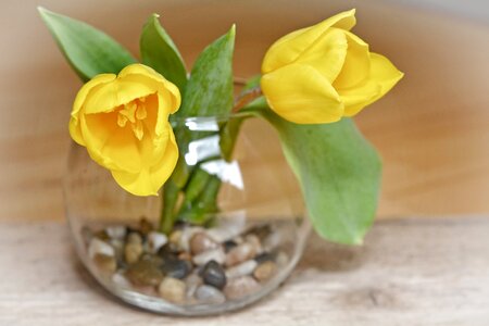 Yellow flower spring flower vase photo