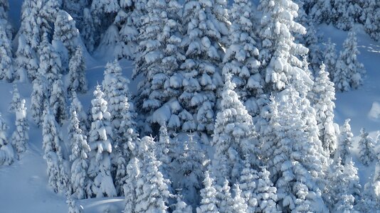 Backcountry skiiing snow landscape trees