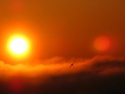 Bird morning colorful