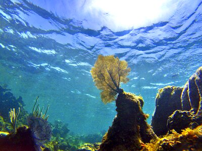 Deep ecosystem landscape