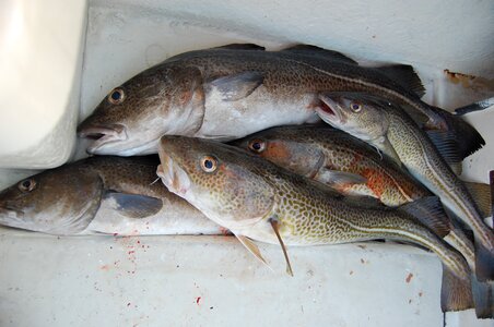 Fishing cod feeding